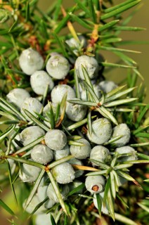Common Juniper (Juniperus communis) with unripe berry-shaped cones