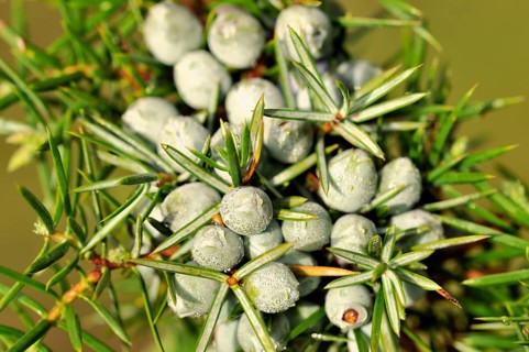 Common Juniper (Juniperus communis) with unripe berry-shaped cones
