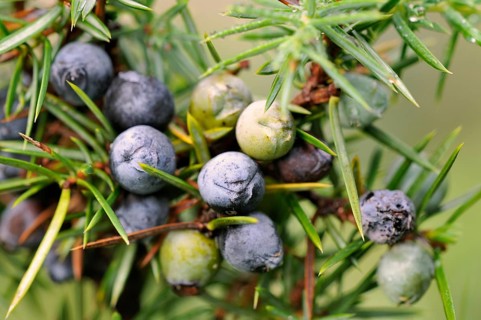 Common Juniper (Juniperus communis) with ripe and unripe berry-shaped cones