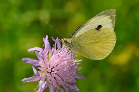 Large white (Pieris brassicae) butterfly sitting on a honeysuckle (Scabiosa sp.)
