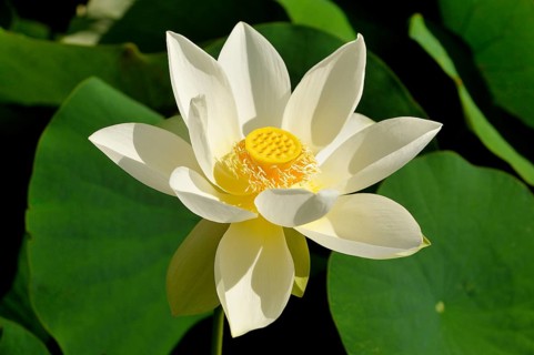 White lotus flower (Nelumbo sp.)