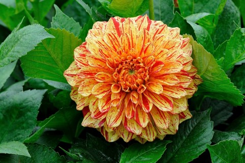 Dahlia (Dahlia)