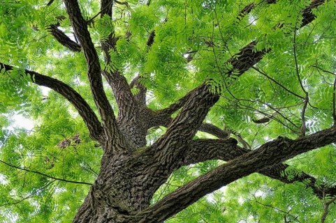 Eastern black walnut (Juglans nigra)