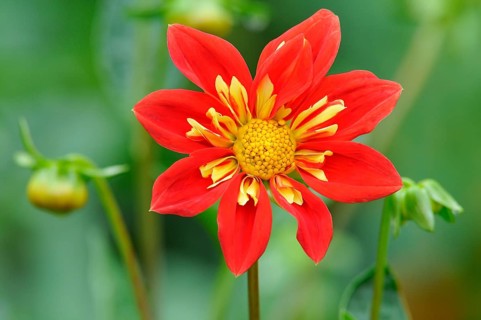 Ruffs Dahlia (Dahlia)