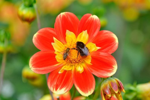 Dahlia (Dahlia)