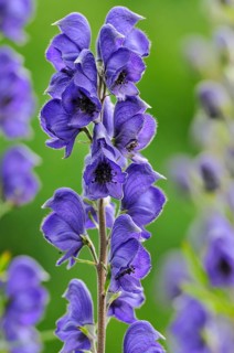 Monkshood (Aconitum) with inflorescence