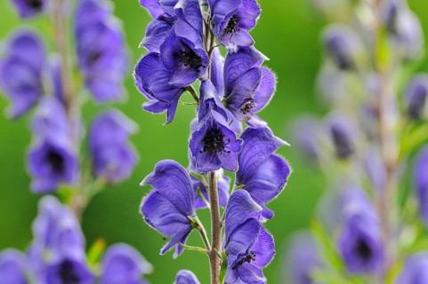 Monkshood (Aconitum) with inflorescence