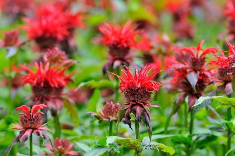 Bee balm (Monarda didyma)