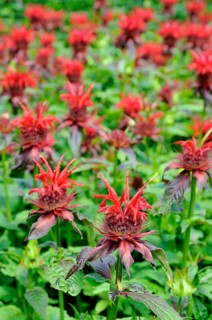 Bee balm (Monarda didyma)