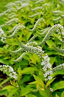 Gooseneck loosestrife (Lysimachia clethroides)