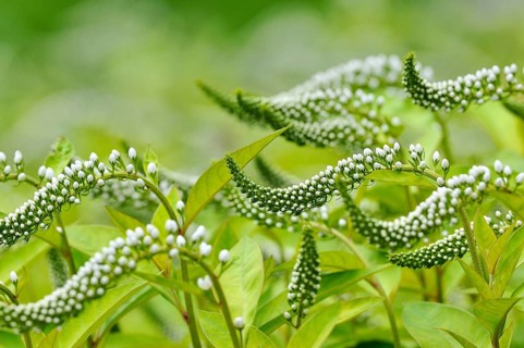 Gooseneck loosestrife (Lysimachia clethroides)