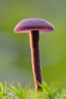 Amethyst deceiver (Laccaria amethystina) in moss
