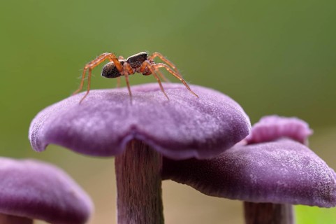 Amethyst deceiver (Laccaria amethystina) with a spider