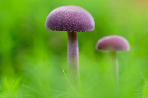Amethyst deceiver (Laccaria amethystina) in moss