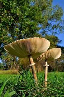 Parasol mushroom (Macrolepiota procera)