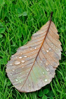 Pontine or Armenian oak (Quercus pontica)