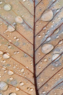Pontine or Armenian oak (Quercus pontica)