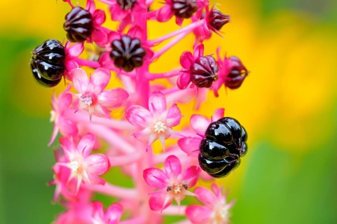 Indian pokeweed (Phytolacca acinosa)