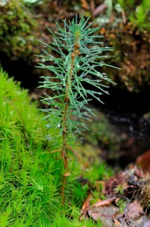 Norway spruce (Picea abies)
