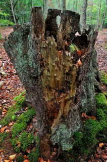 Norway spruce (Picea abies)
