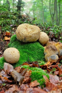 Earth balls (Scleroderma sp. sp.)