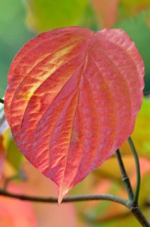 Common dogwood (Cornus sanguinea)