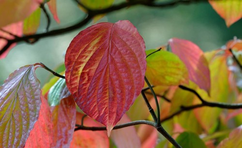 Common dogwood (Cornus sanguinea)