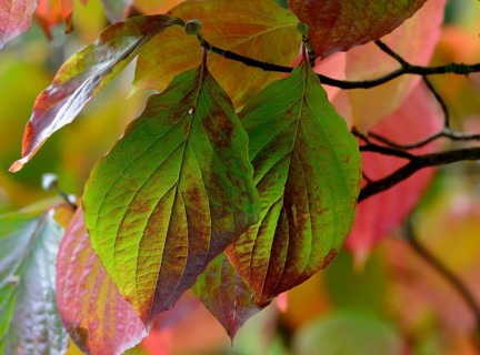 Common dogwood (Cornus sanguinea)