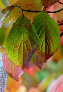 Common dogwood (Cornus sanguinea)