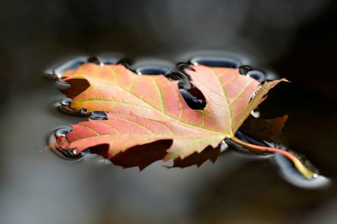 Silver maple leaf (Acer saccharinum)