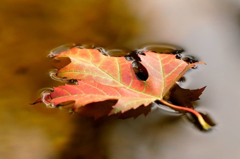 Silver maple leaf (Acer saccharinum)