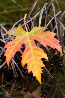 Silver maple leaf (Acer saccharinum)