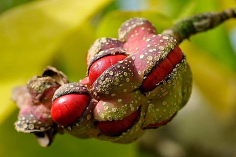 Kobushi or Kobus magnolia (Magnolia Kobus)