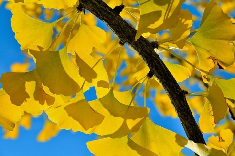 Autumnal leaves on at Gingko tree (Ginkgo biloba)