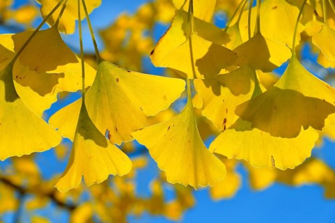 Autumnal leaves on at Gingko tree (Ginkgo biloba)