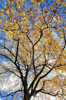 Tulip tree (Liriodendron tulipifera)