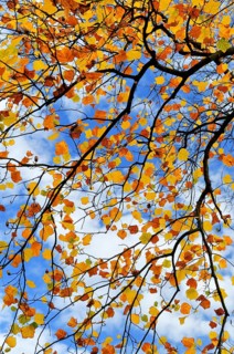 Tulip tree (Liriodendron tulipifera)