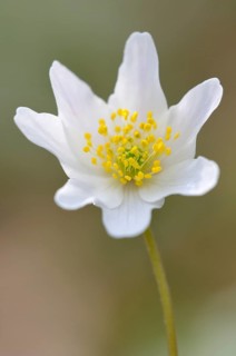 Windflower