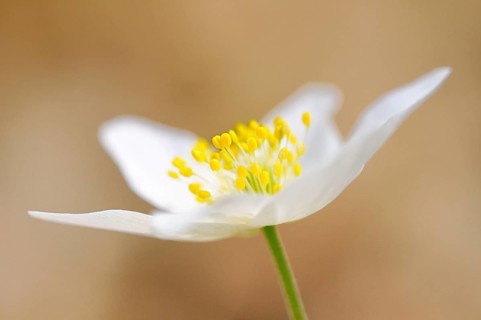 Windflower