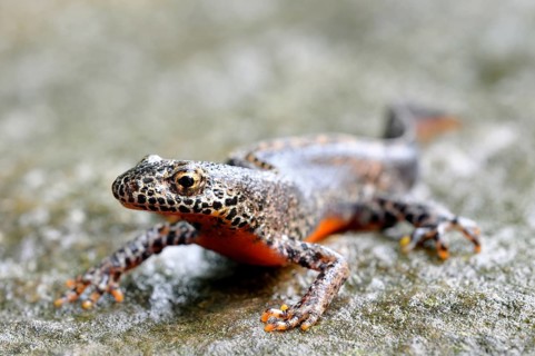 Alpine newt (Ichthyosaura alpestris) male