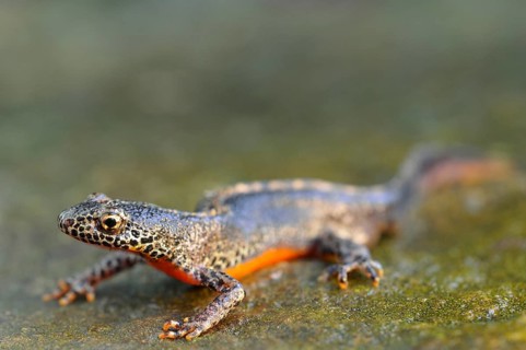 Alpine newt (Ichthyosaura alpestris) male