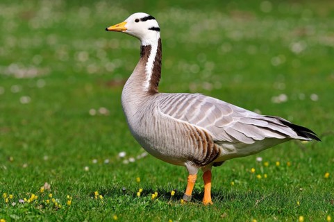 Bar-headed goose (Anser indicus) standing in meadow