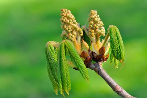 Horse chestnut (Aesculus hippocastanum)