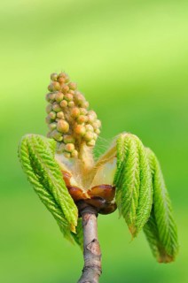 Horse chestnut (Aesculus hippocastanum)