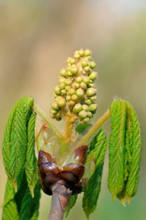 Horse chestnut (Aesculus hippocastanum)