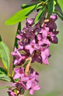 Daphne (Daphne sp.)