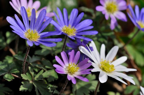 Balkan anemone