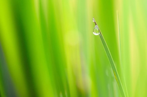 Iris (Iris sp.) leaf tip with rain drop