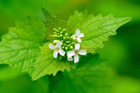 Garlic mustard (Alliaria petiolata)