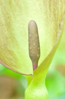 Snakeshead (Arum maculatum)